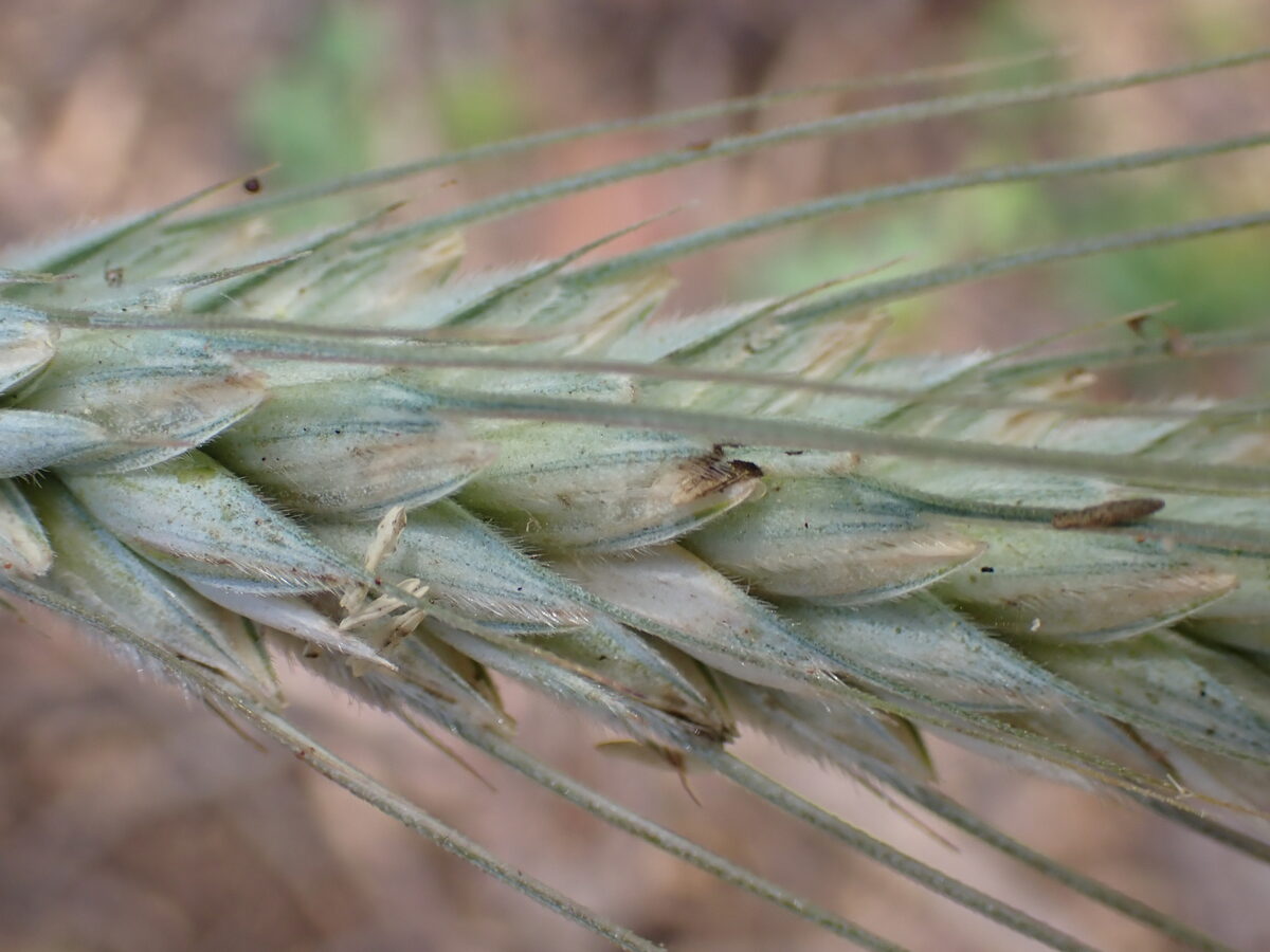 Triticum turgidum durum - (Desf.)Husn. (Durum Wheat) — photo
