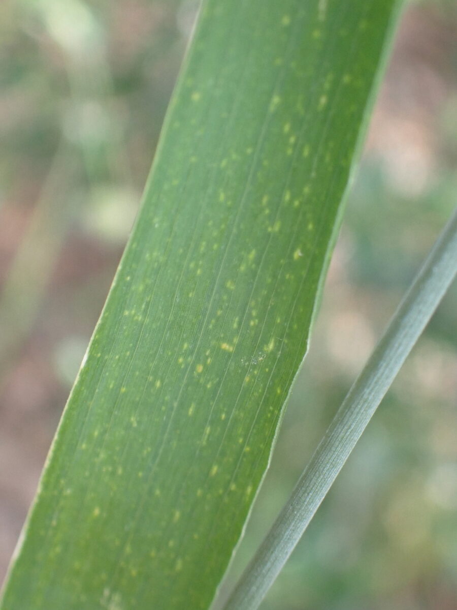 Triticum turgidum durum - (Desf.)Husn.