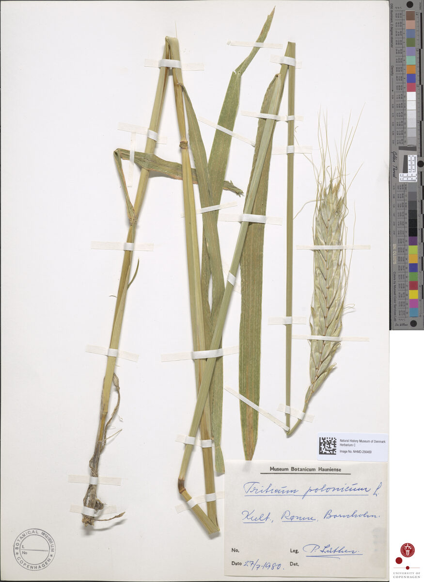 Triticum turgidum polonicum - (L.)Thell. (Polish Wheat) — photo
