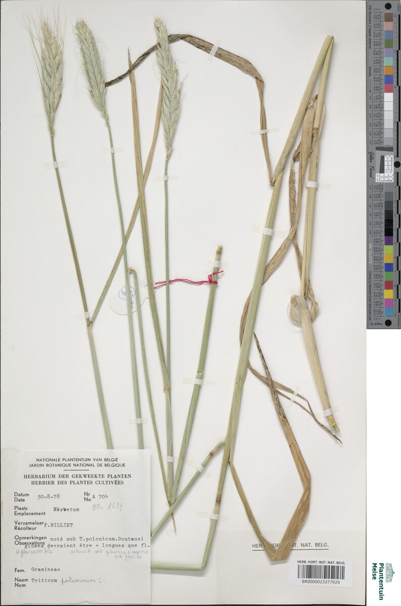 Triticum turgidum polonicum - (L.)Thell. (Polish Wheat) — photo