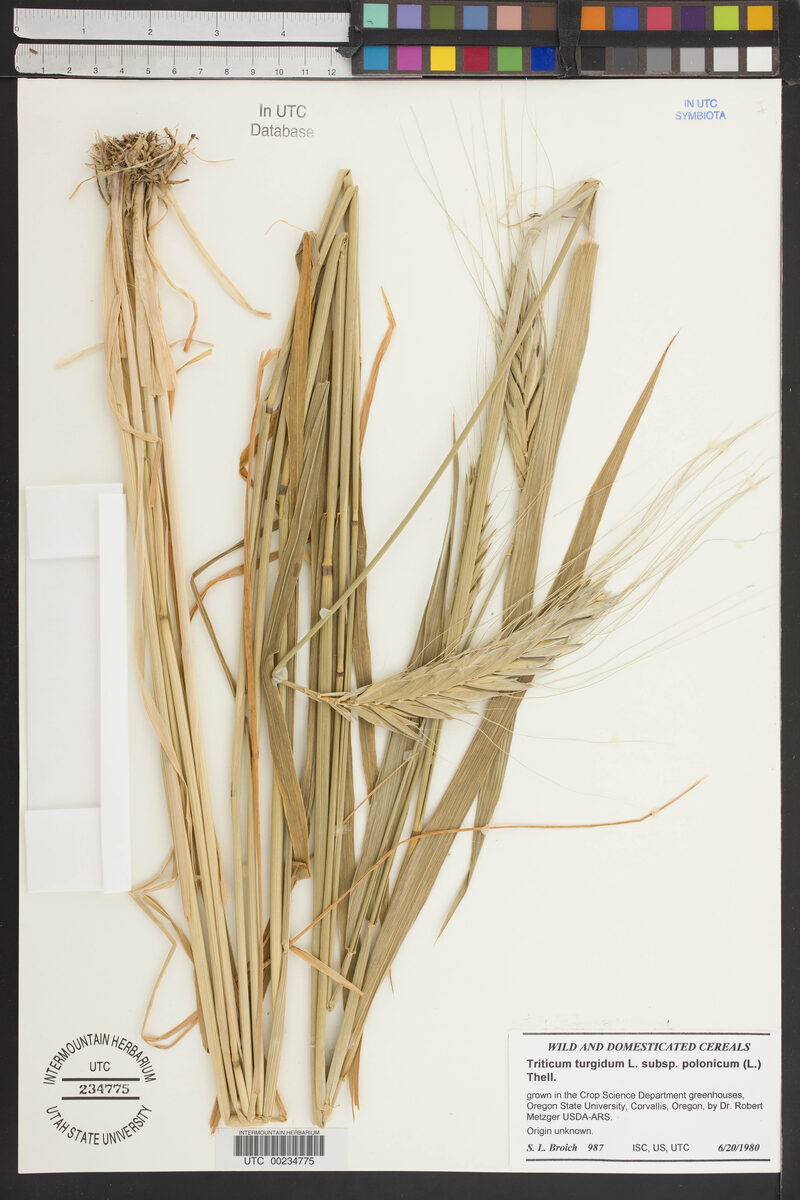 Triticum turgidum polonicum - (L.)Thell.