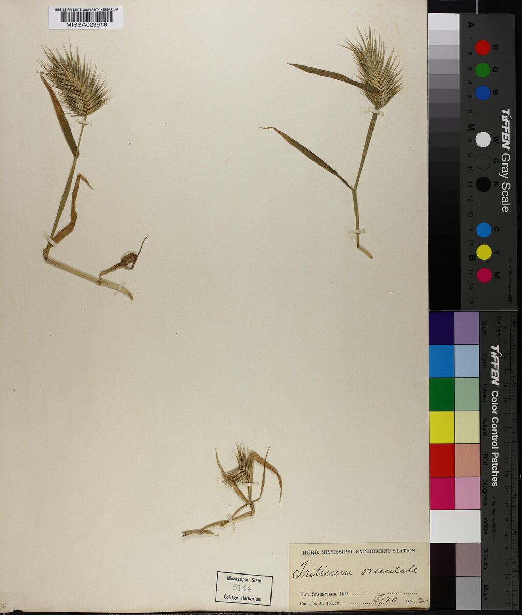 Triticum turgidum turanicum - (Jakubz.)Á.Löve.&D.Löve. (Khurasan Wheat) — photo