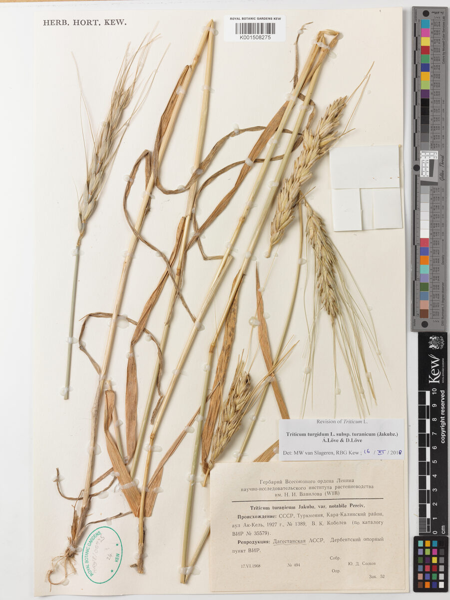 Triticum turgidum turanicum - (Jakubz.)Á.Löve.&D.Löve.