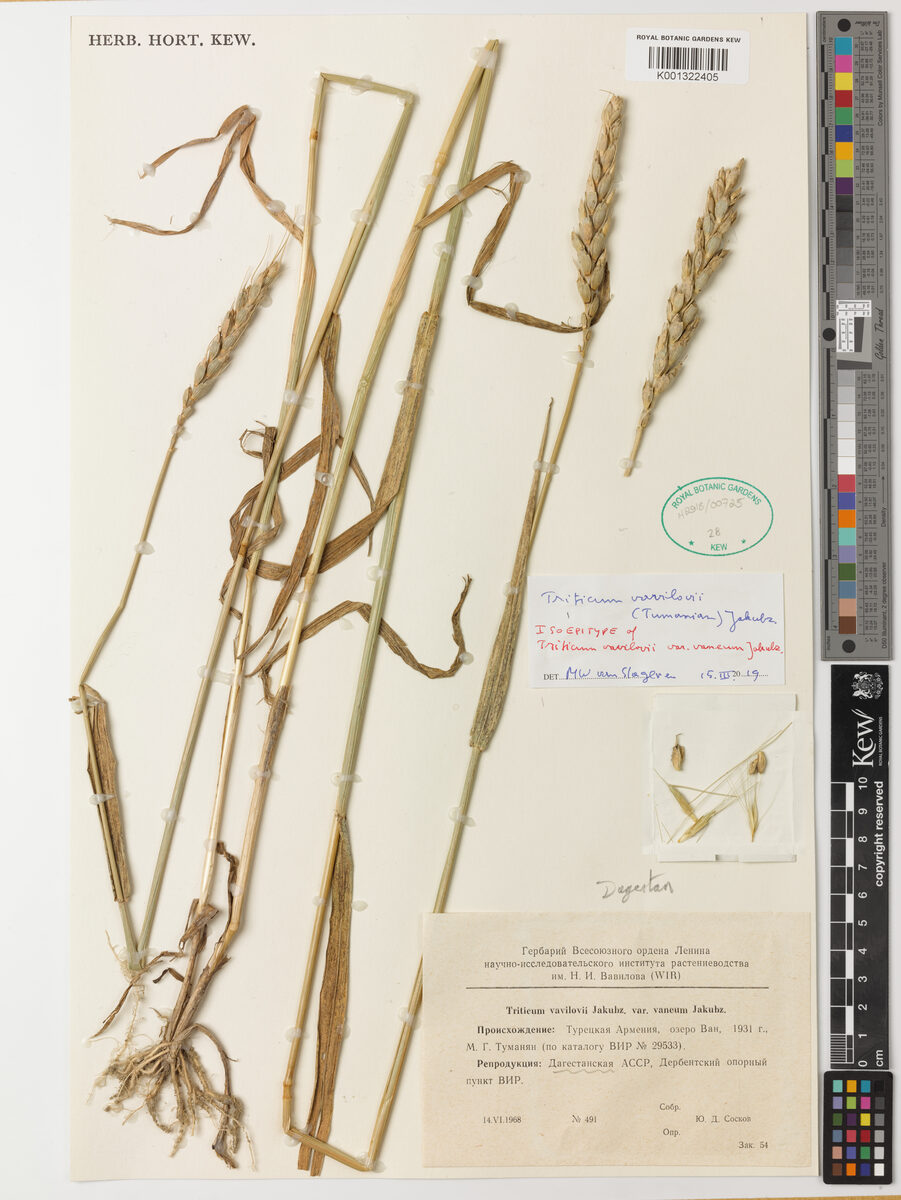 Triticum vavilovi - (Tumanian.)Jakubz.
