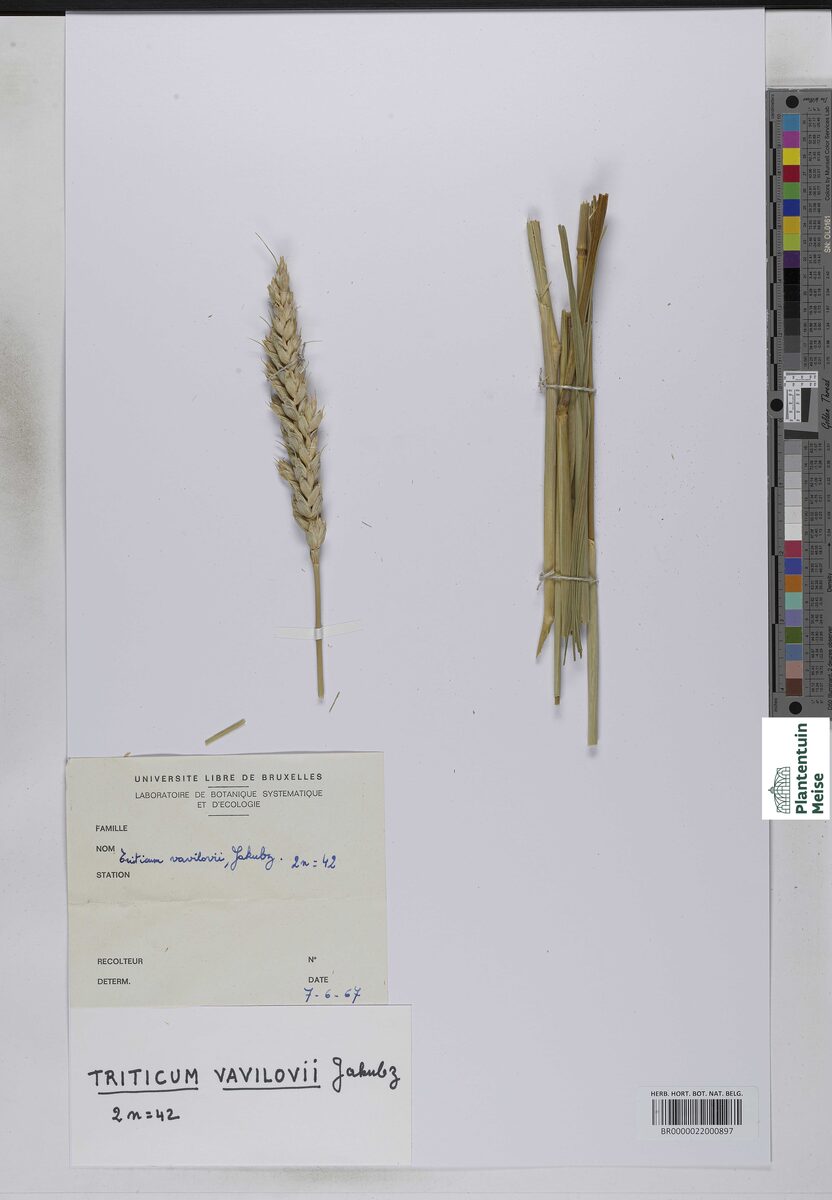 Triticum vavilovii (Vavilov's wheat) — photo