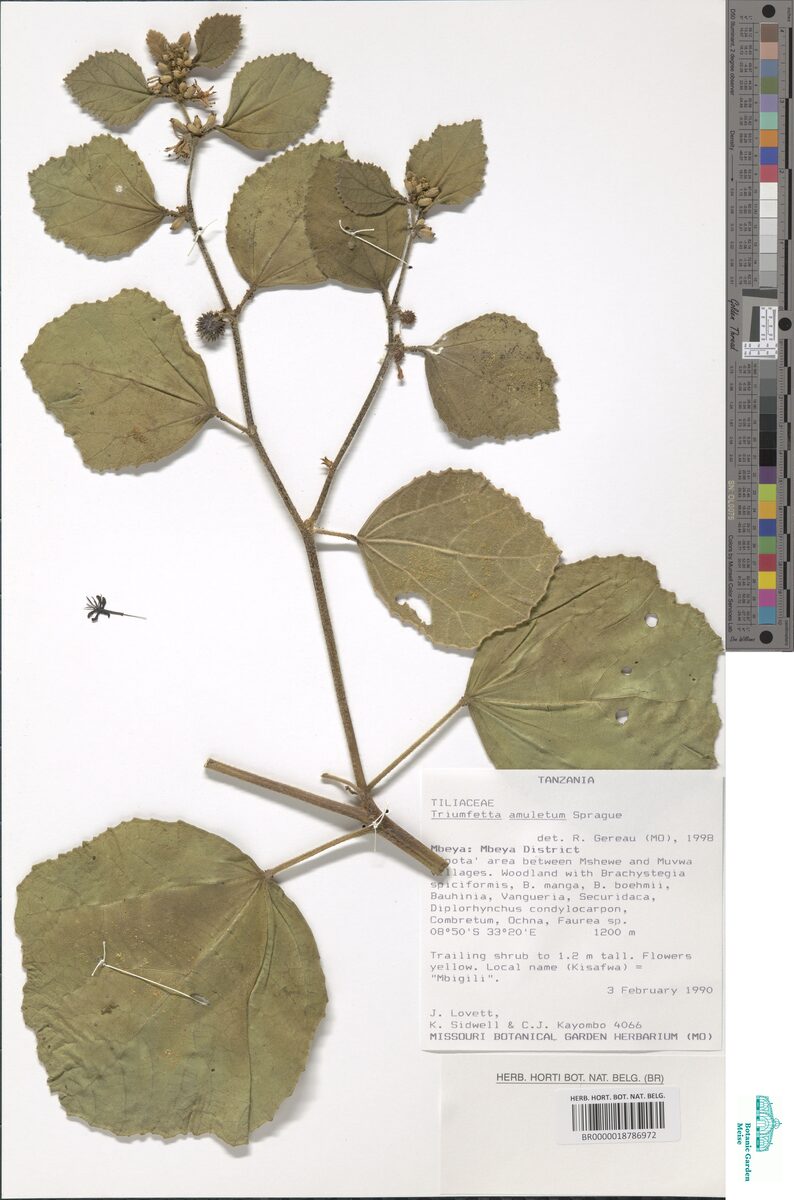 Triumfetta amuletum — photo