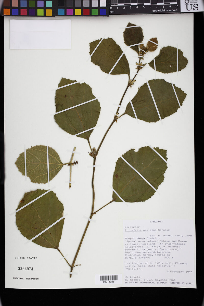 Triumfetta amuletum — photo