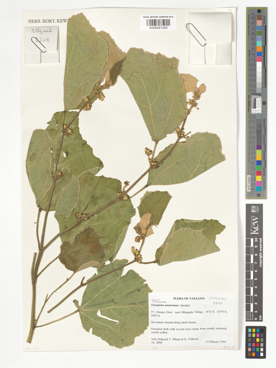 Triumfetta amuletum
