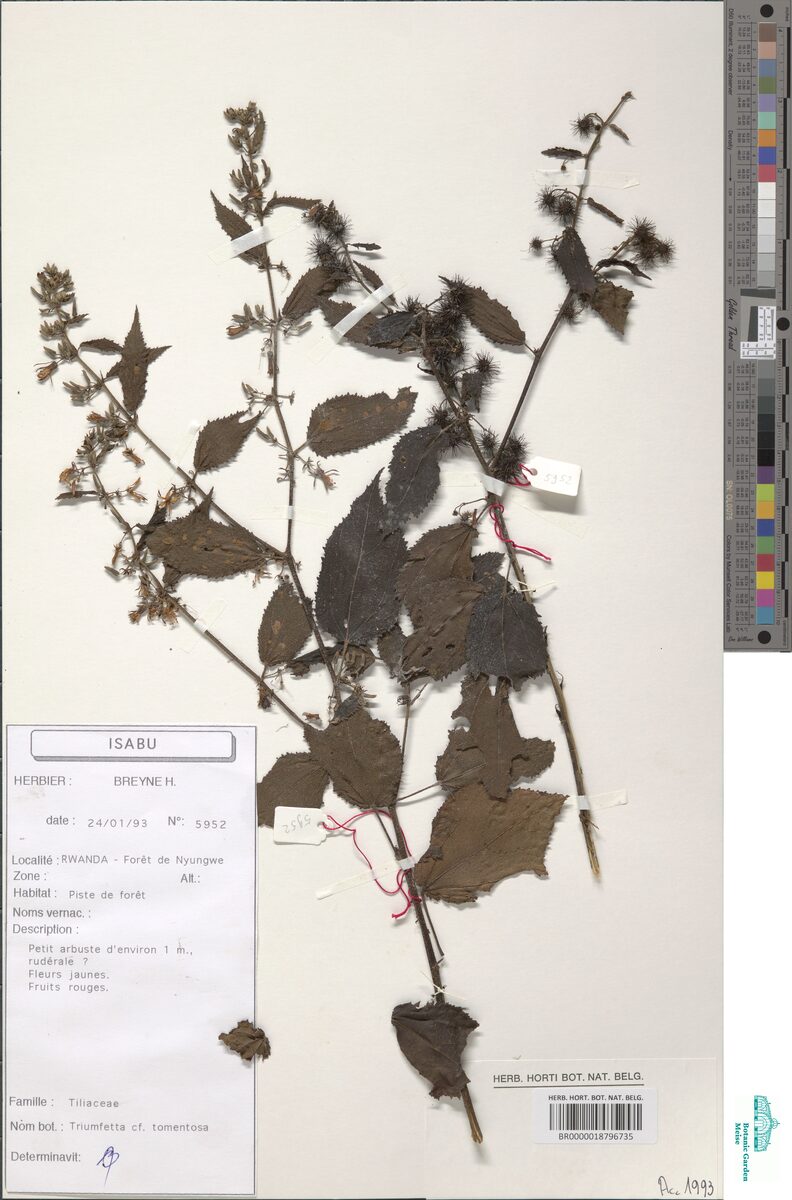 Triumfetta cordifolia var. tomentosa — photo