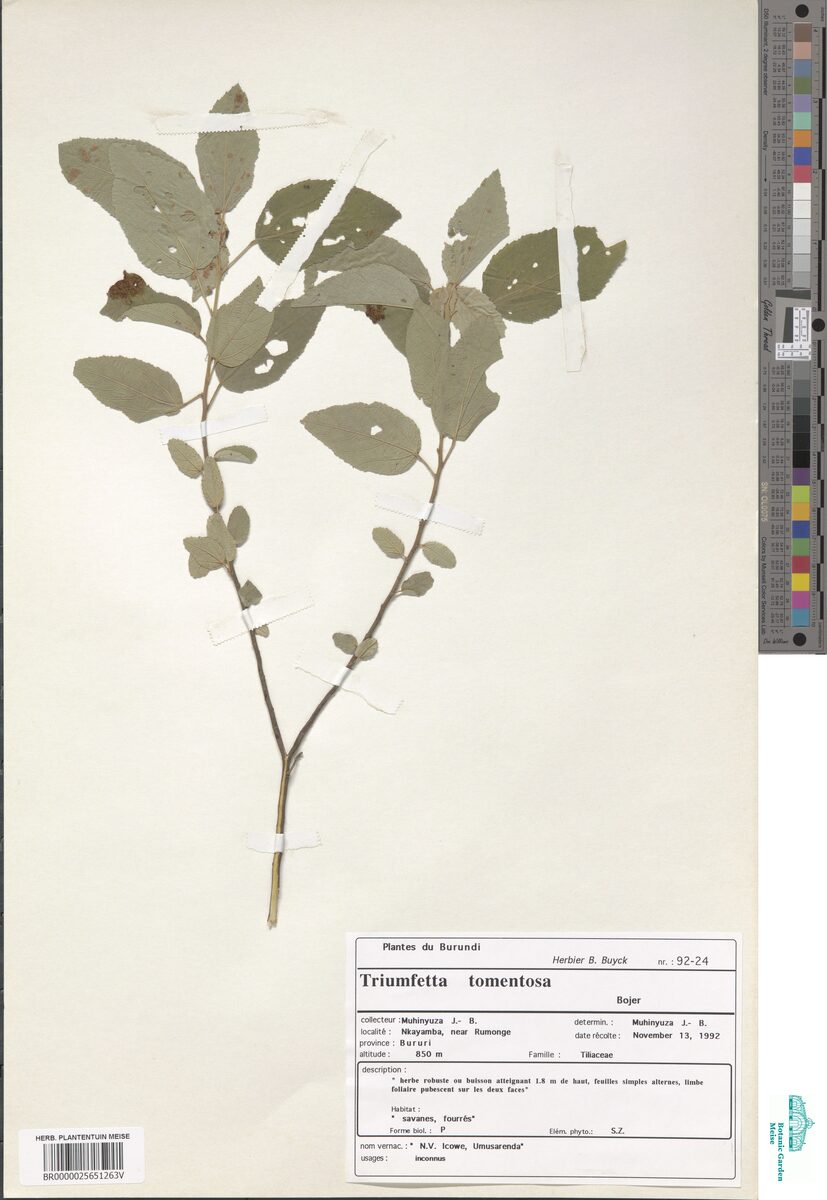 Triumfetta cordifolia var. tomentosa — photo