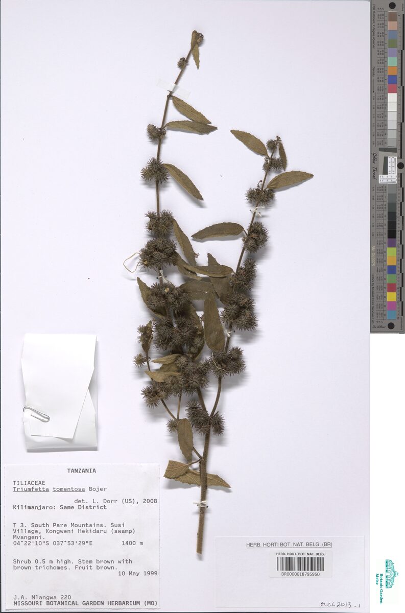 Triumfetta cordifolia var. tomentosa