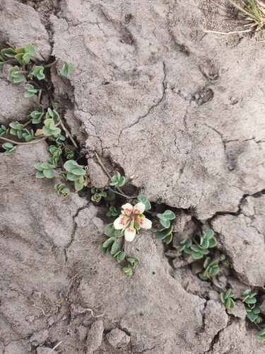 Tropaeolum patagonicum (Tuber nasturtium) — photo