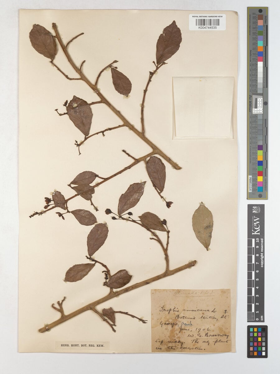 Trophis americana