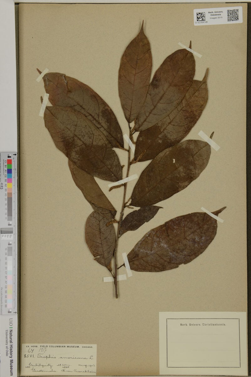Trophis americana (Ramoon tree) — photo