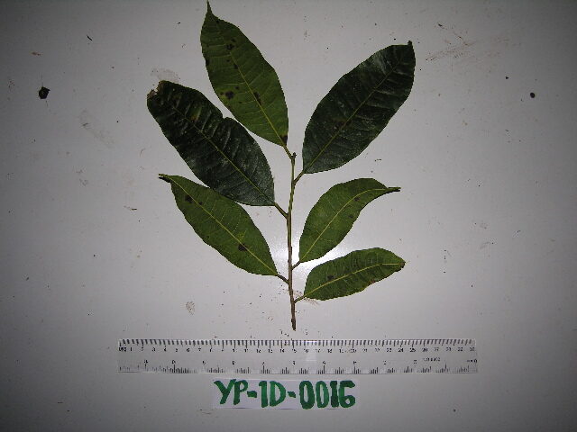 Trophis philippinensis — photo