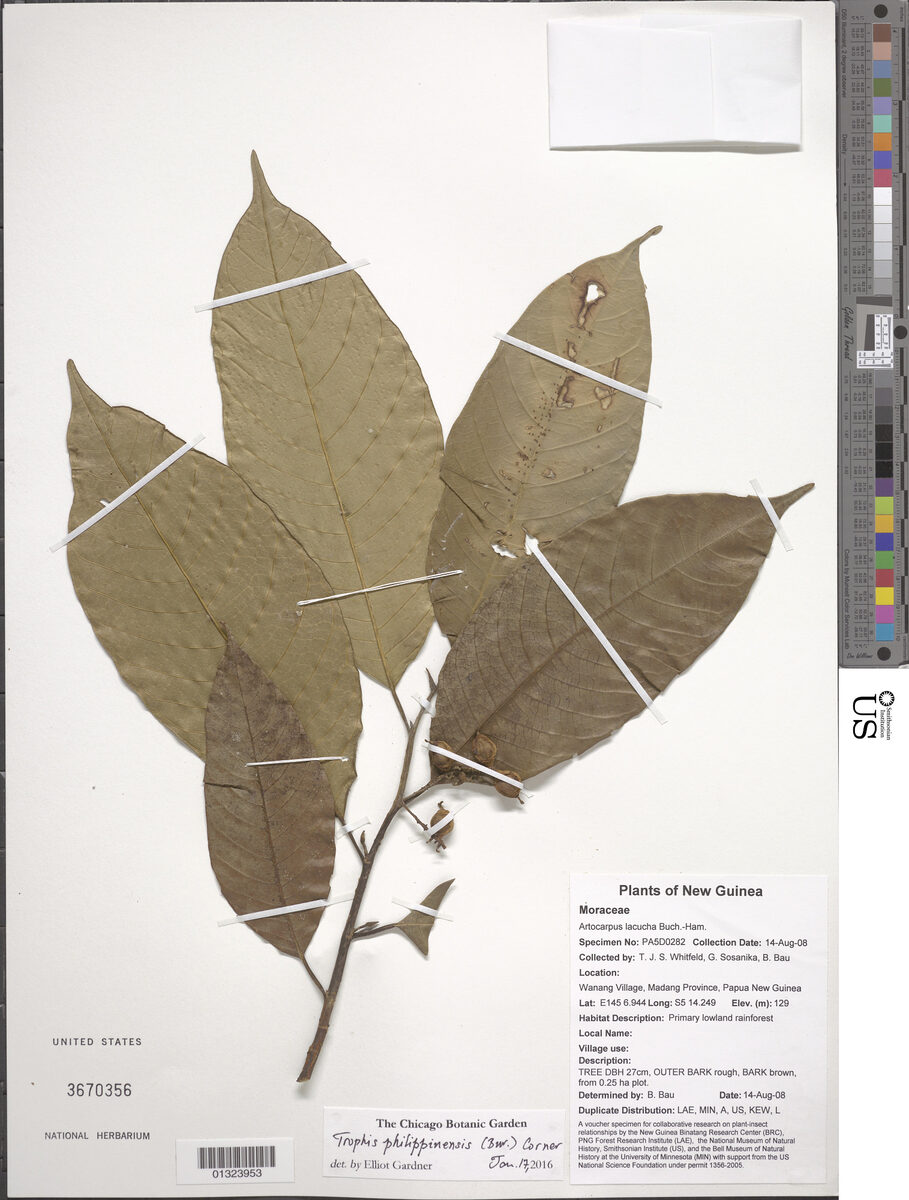 Trophis philippinensis — photo