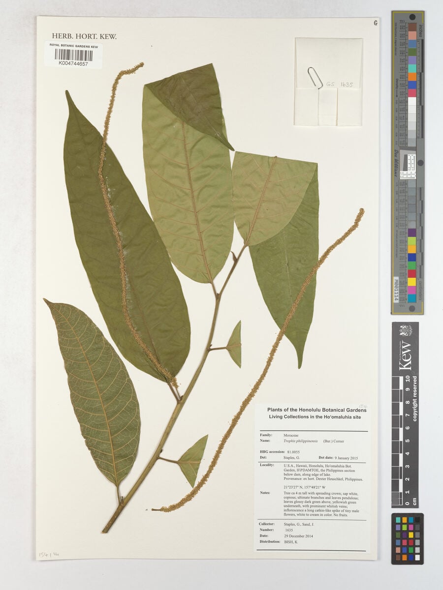 Trophis philippinensis