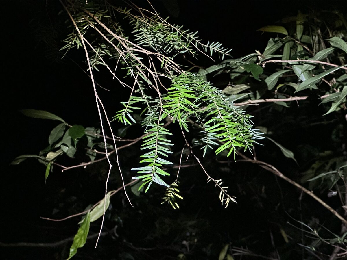 Tsuga chinensis - (Franch.)E.Pritz. (Chinese Hemlock) — photo