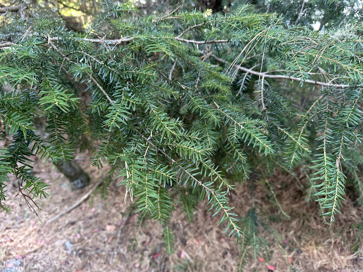 Tsuga chinensis - (Franch.)E.Pritz. (Chinese Hemlock) — photo