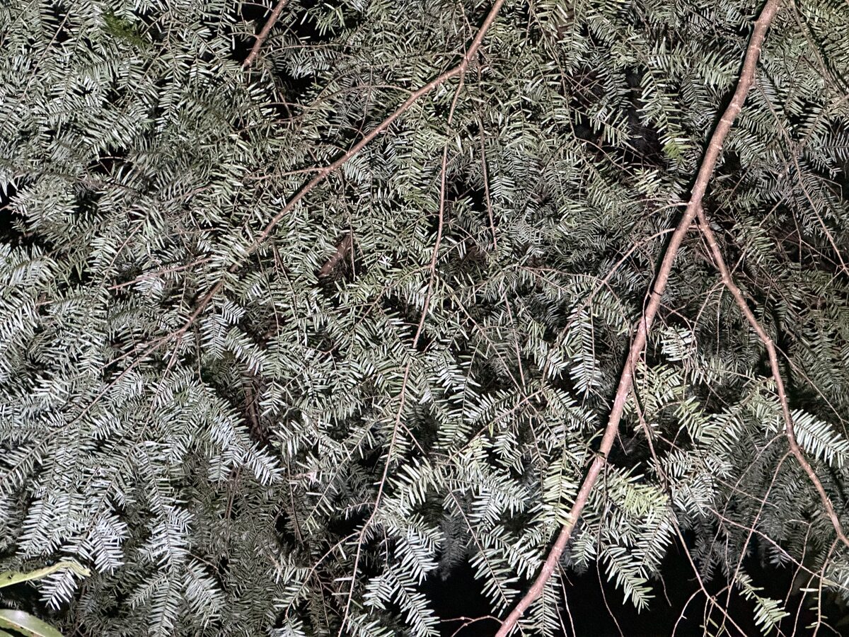 Tsuga chinensis - (Franch.)E.Pritz.