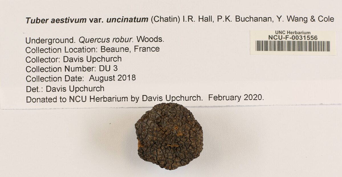 Tuber aestivum var. uncinatum