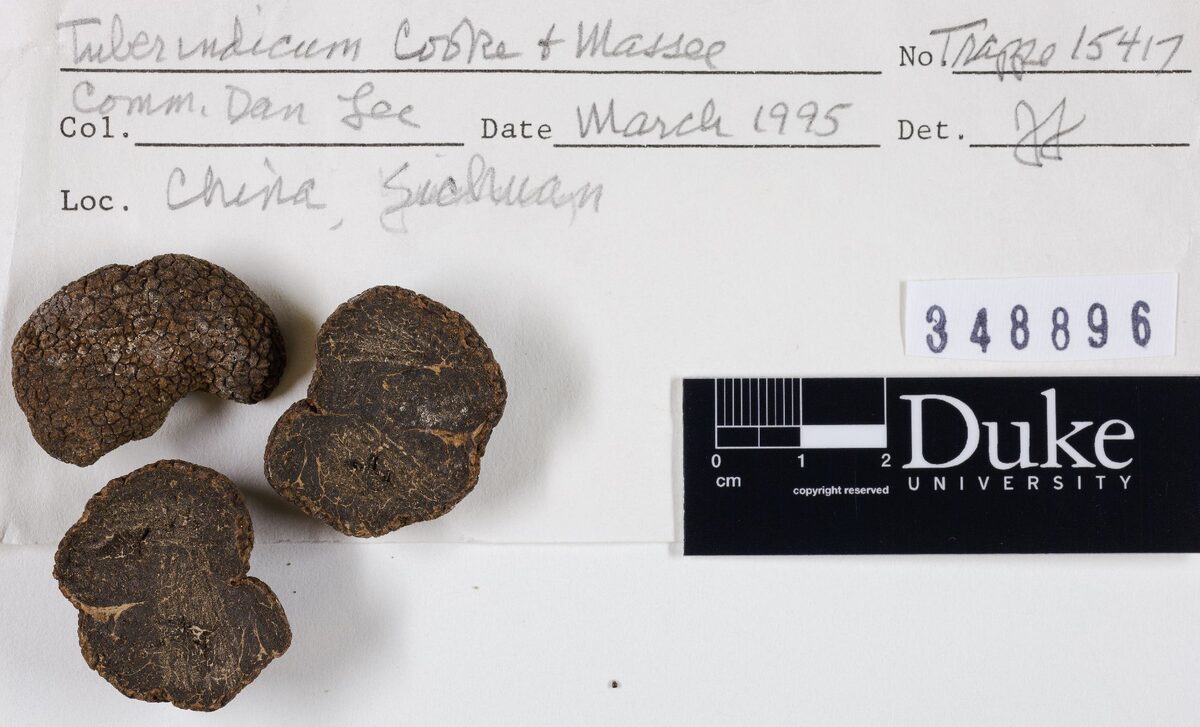 Tuber indicum (Indian truffle) — photo