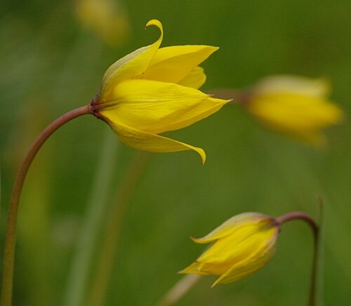 Tulipa armena (Wild tulip) — photo