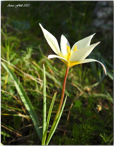 Tulipa armena (Wild tulip) — photo