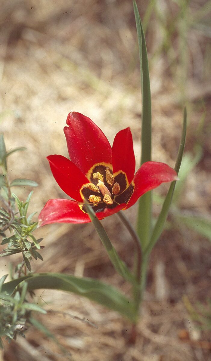 Tulipa armena