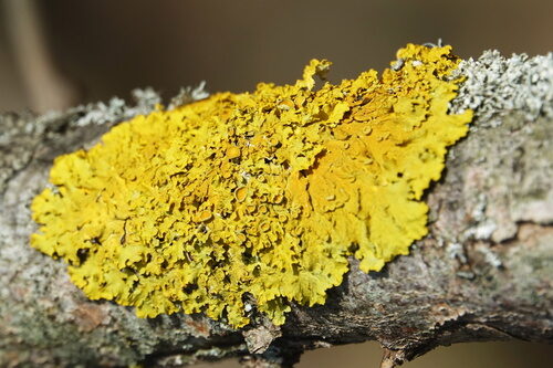 Tupeia antarctica (Tapia) — photo