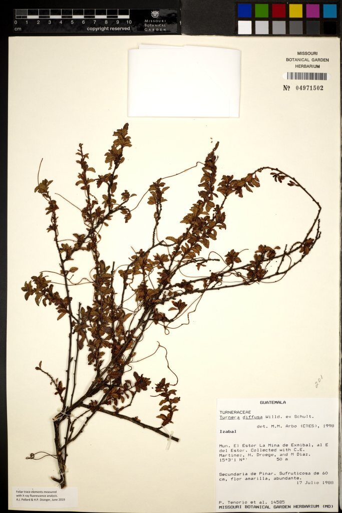 Turnera diffusa aphrodisiaca - (G.H. Ward) Urban. (Damiana) — photo