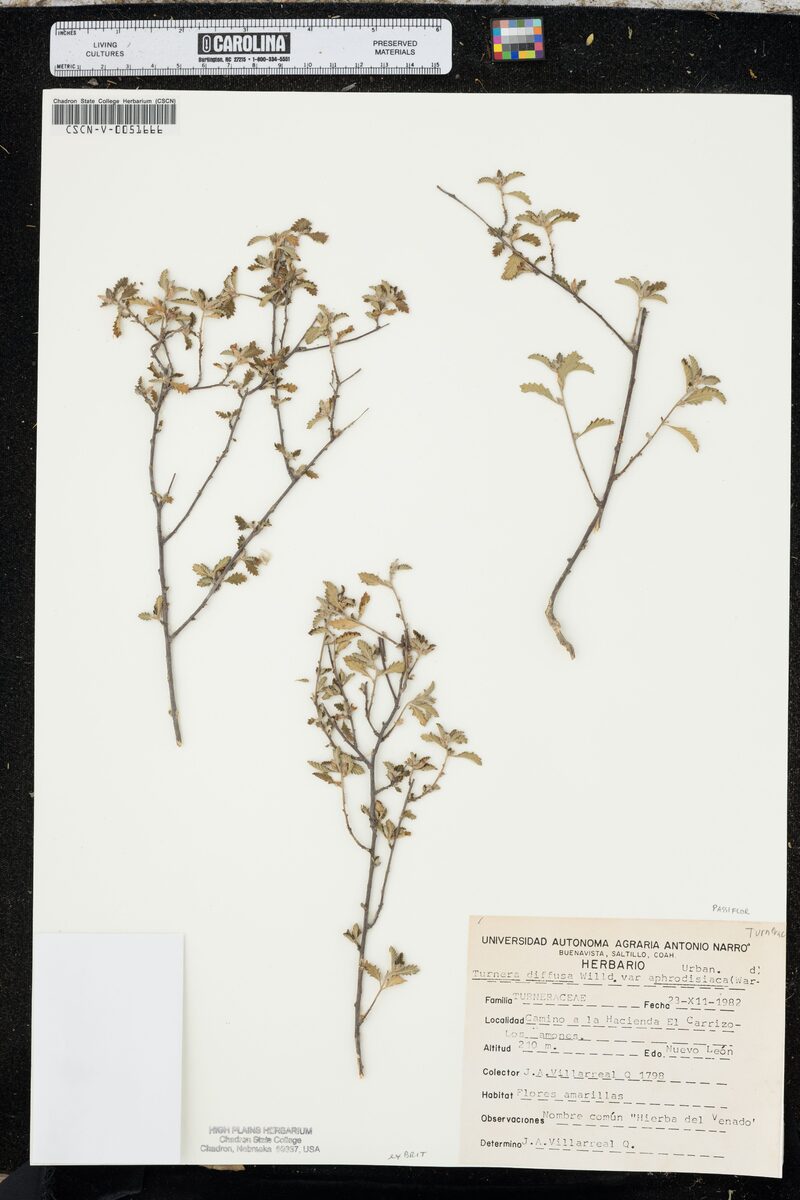 Turnera diffusa aphrodisiaca - (G.H. Ward) Urban. (Damiana) — photo
