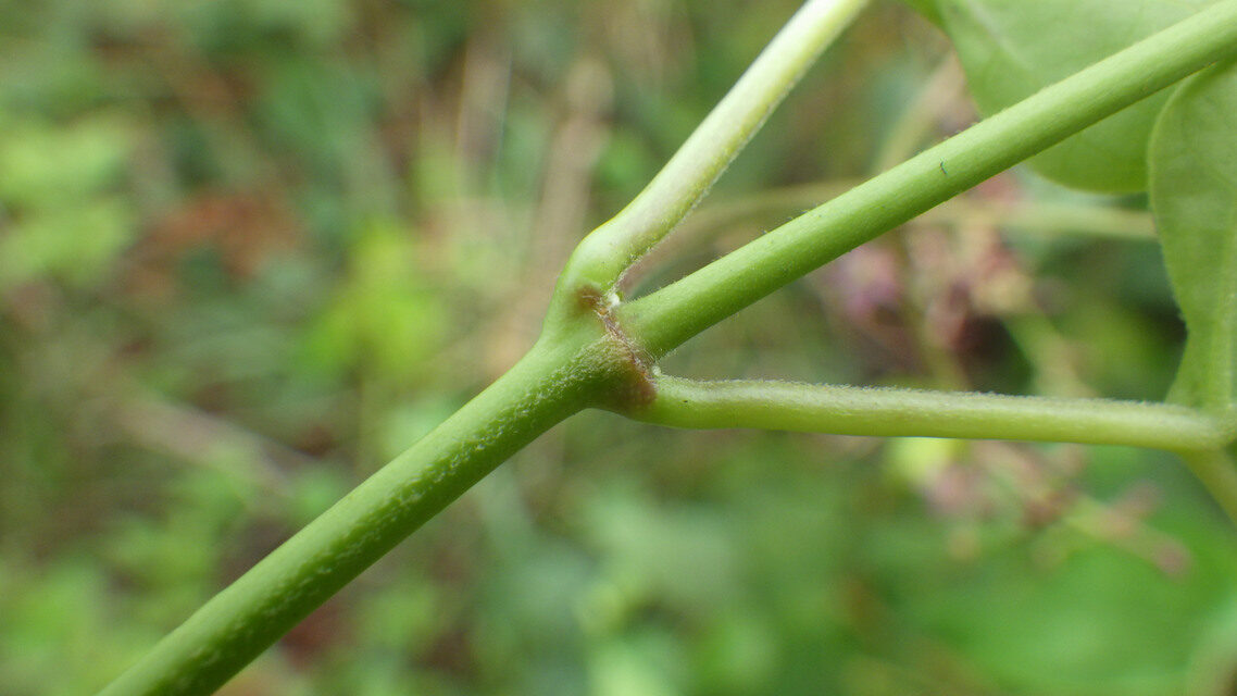 Tylophora sylvatica — photo