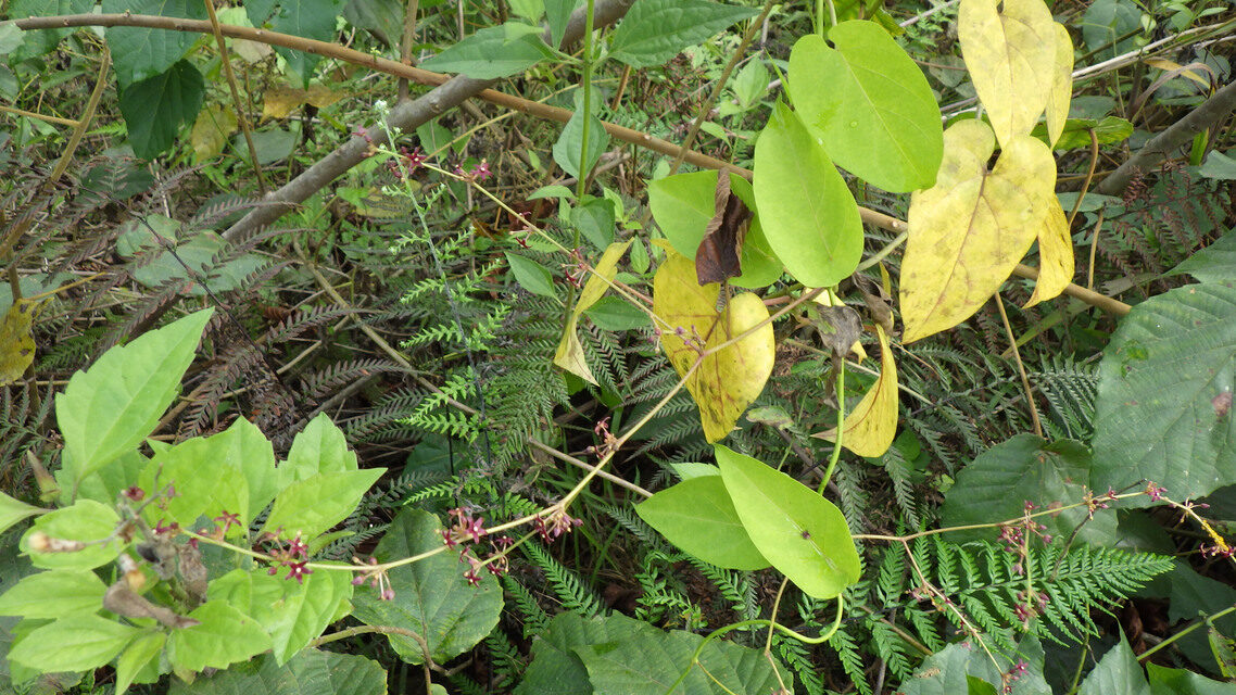 Tylophora sylvatica — photo