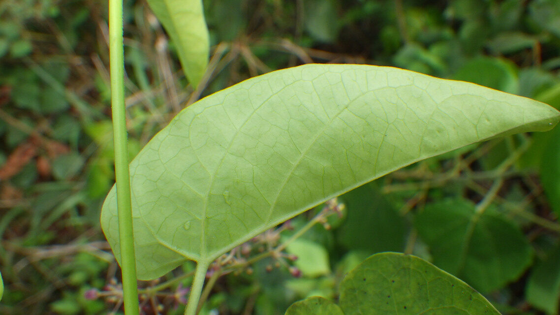 Tylophora sylvatica