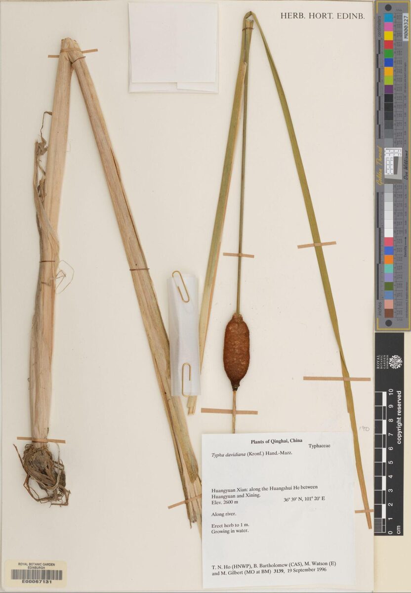 Typha davidiana — photo