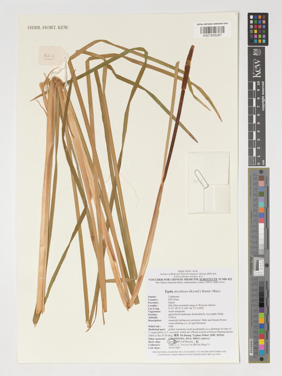 Typha davidiana