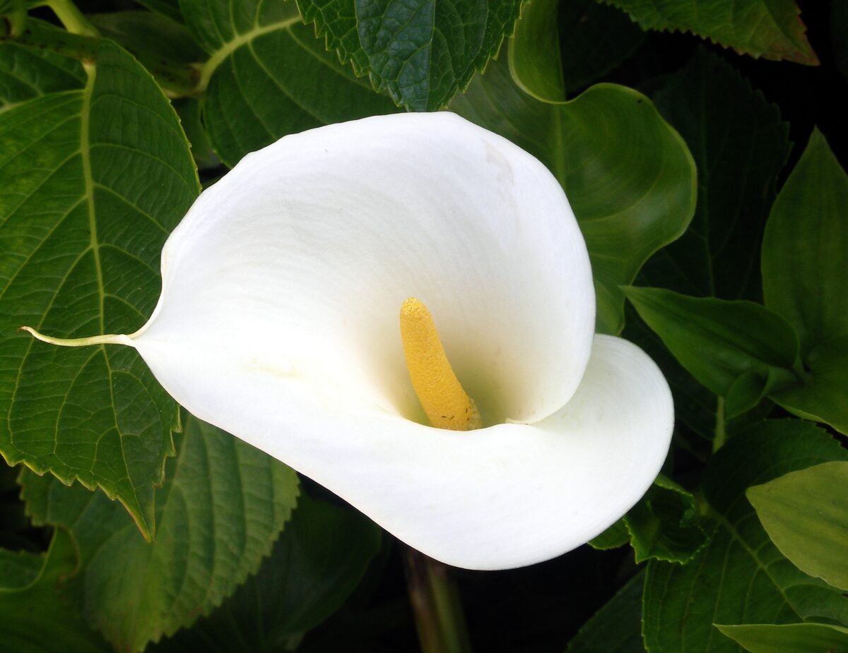 Typhonium alismifolium