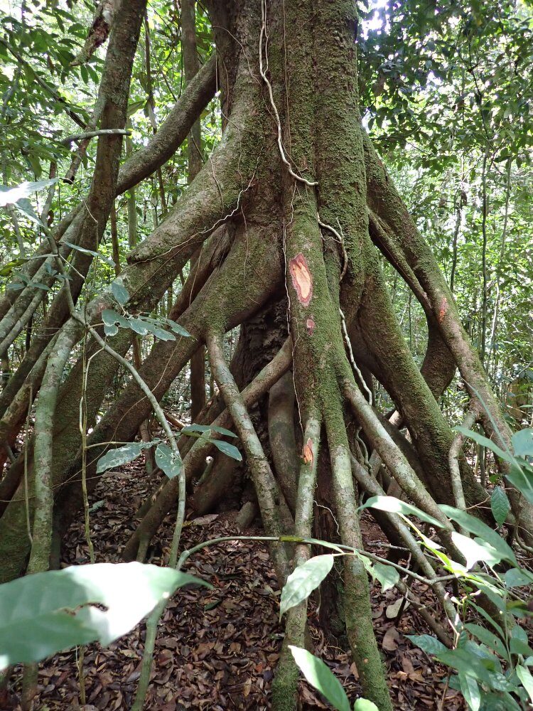 Uapaca acuminata (Odan) — photo