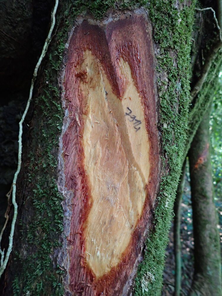 Uapaca acuminata (Odan) — photo
