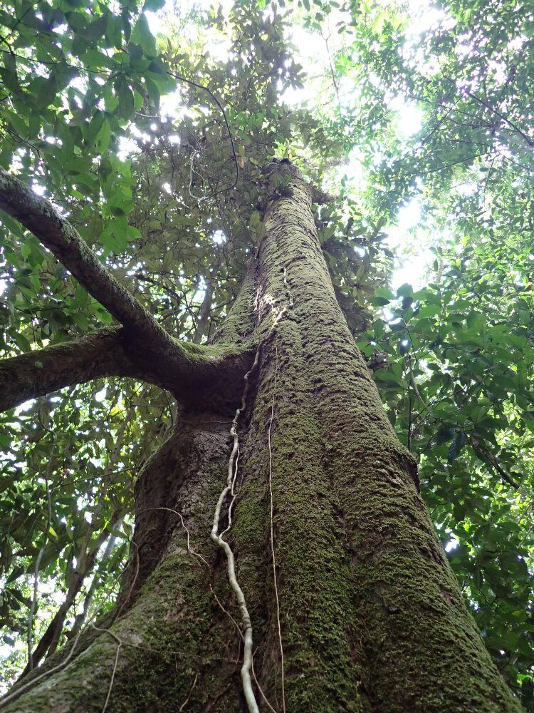 Uapaca acuminata