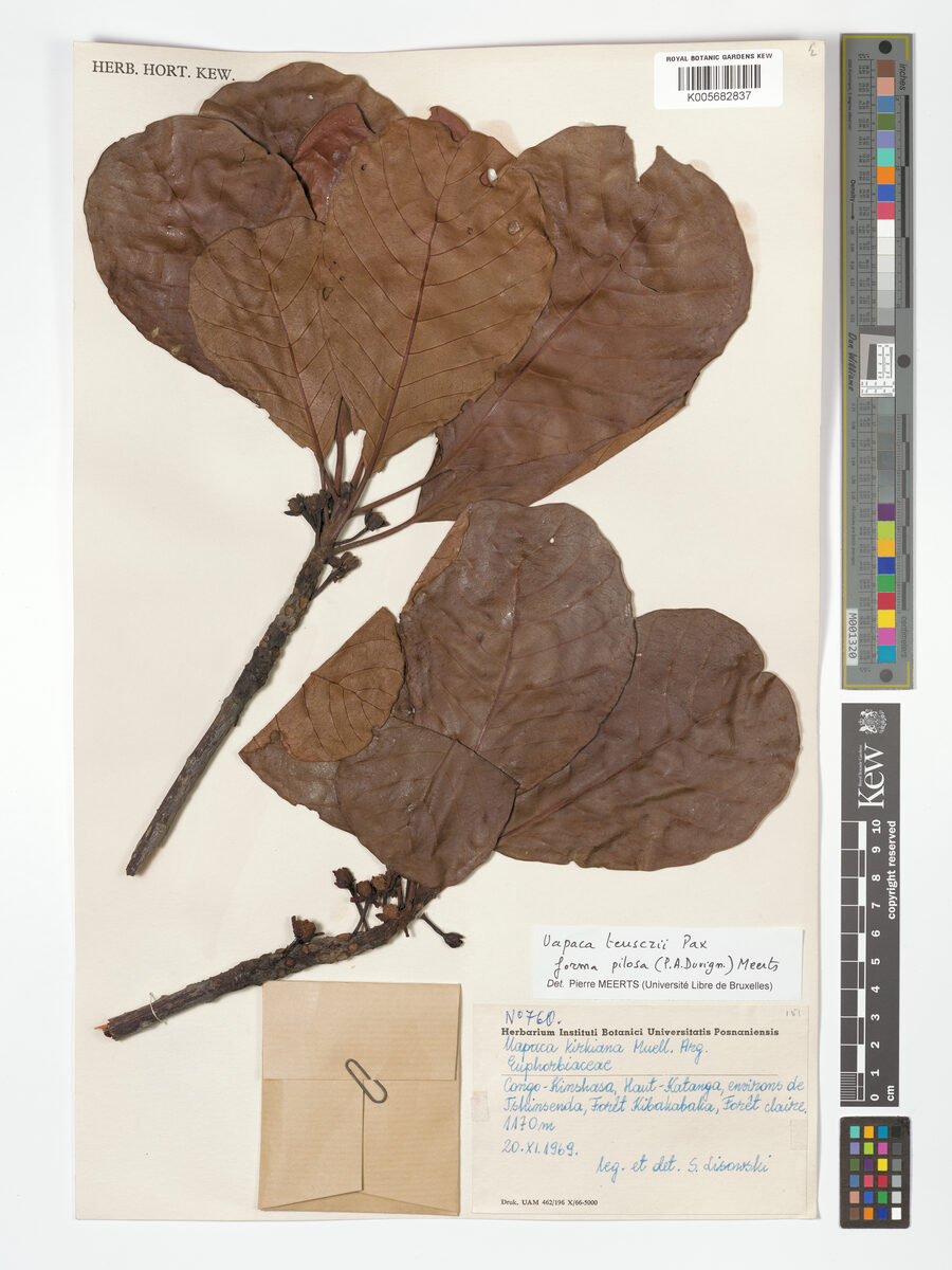 Uapaca benguelensis — photo