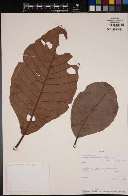 Uapaca benguelensis — photo