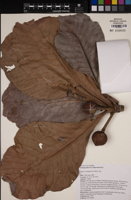 Uapaca benguelensis