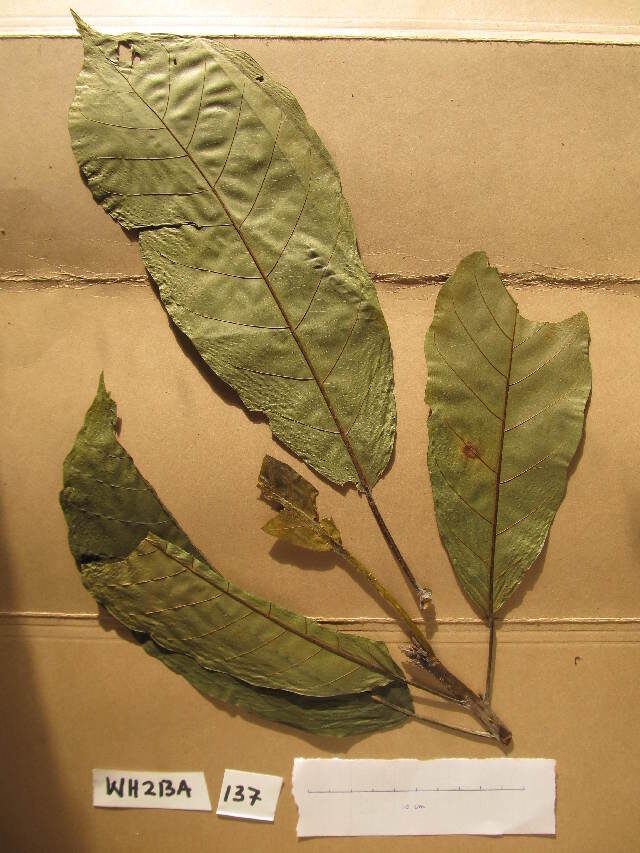 Uapaca corbisieri — photo