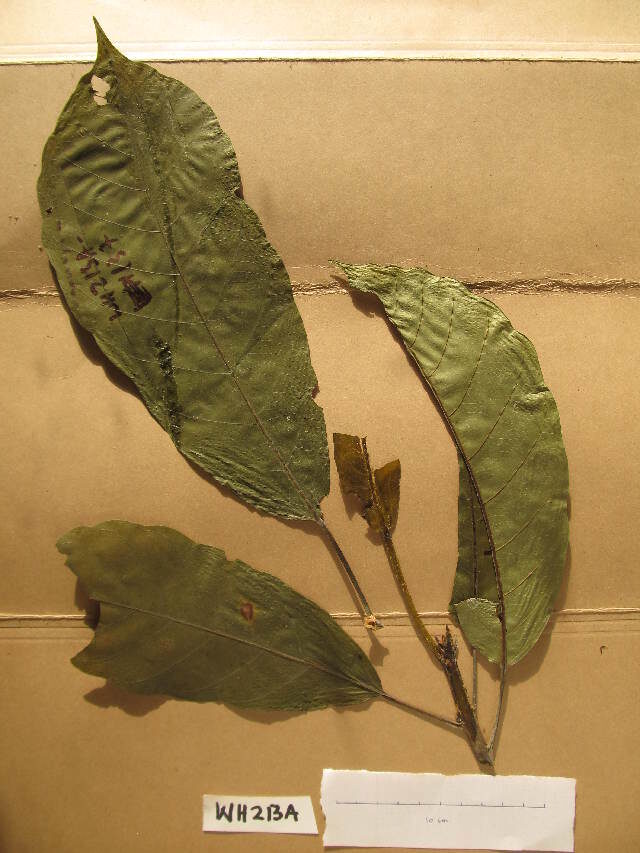Uapaca corbisieri