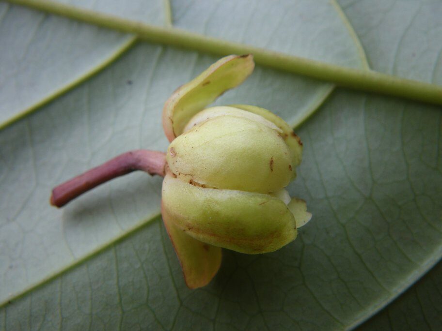 Uapaca niangadoumae — photo