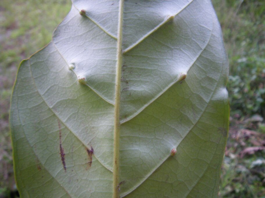 Uapaca niangadoumae — photo