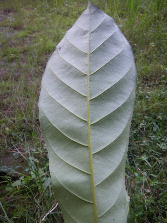 Uapaca niangadoumae