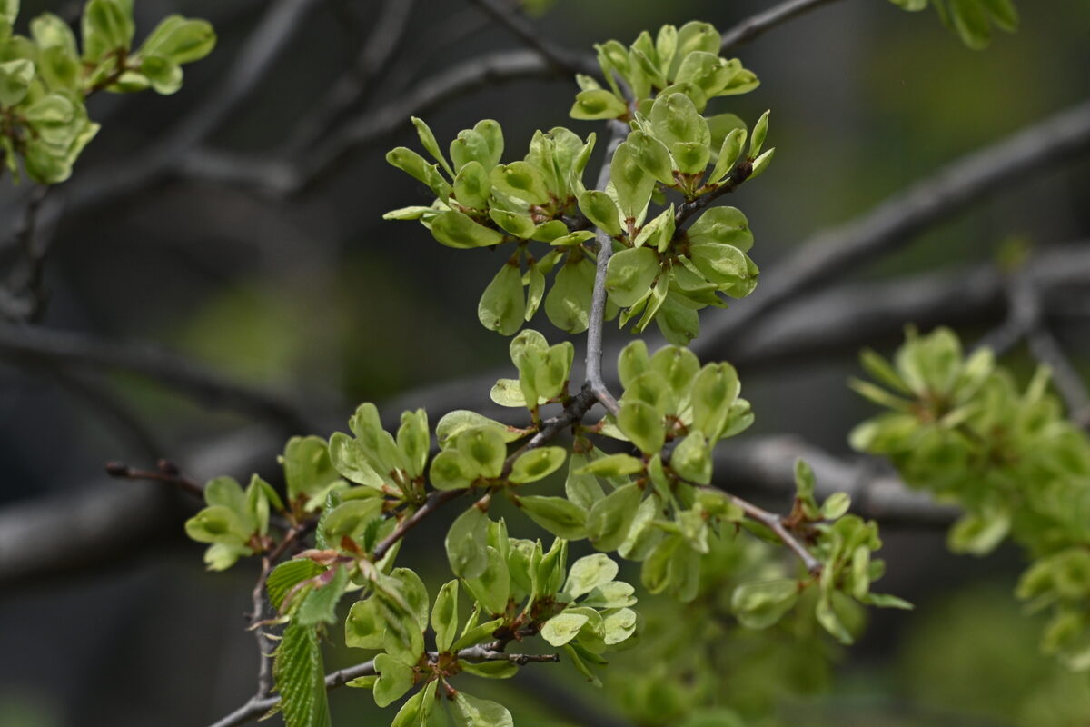 Ulmus davidiana var. japonica — photo